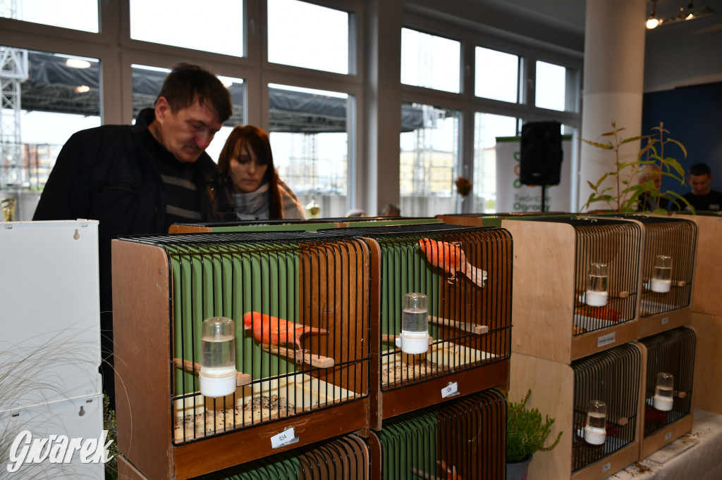 Radzionków. Kanarki i nie tylko, udana wystawa