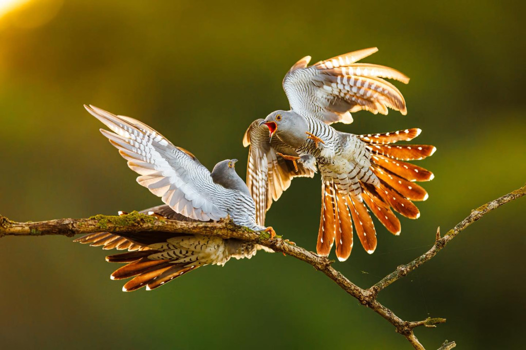 Nasz fotograf i National Geographic. Nagroda i...