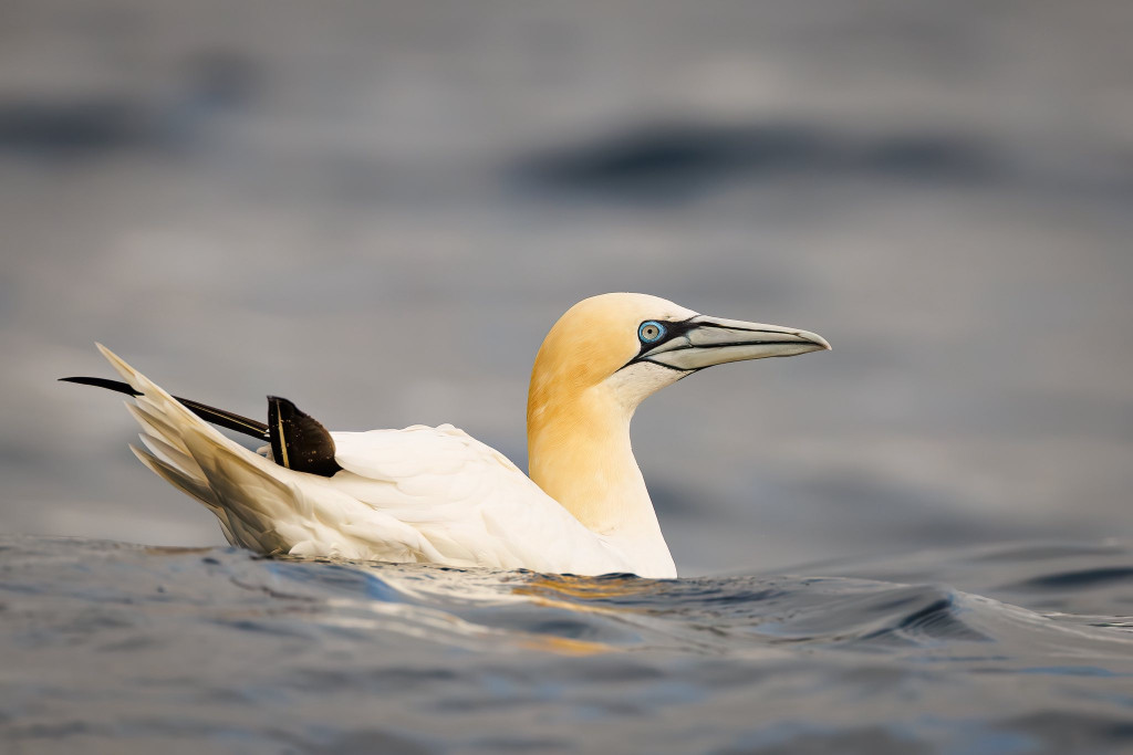 Nasz fotograf i National Geographic. Nagroda i...