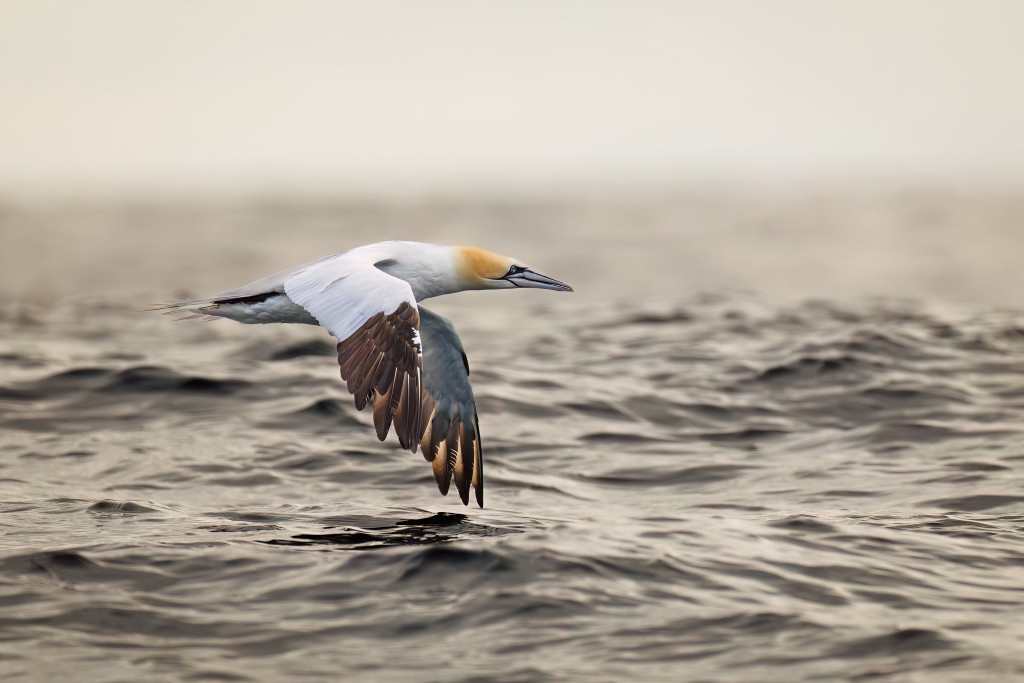Nasz fotograf i National Geographic. Nagroda i...