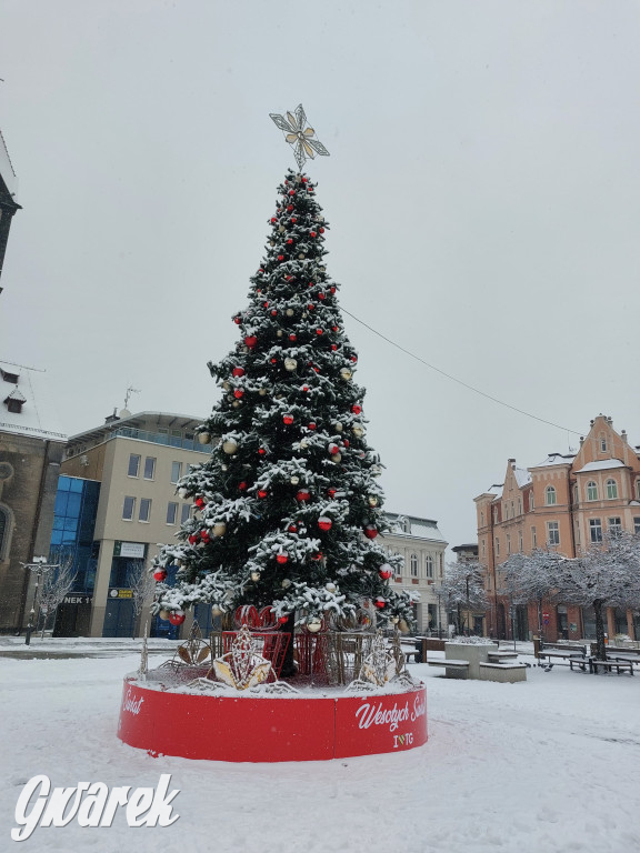 Tarnowskie Góry. Choinka już na rynku!