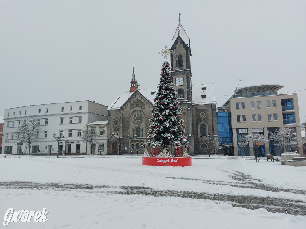Tarnowskie Góry. Choinka już na rynku!