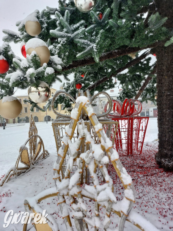 Tarnowskie Góry. Choinka już na rynku!