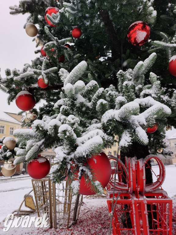 Tarnowskie Góry. Choinka już na rynku!