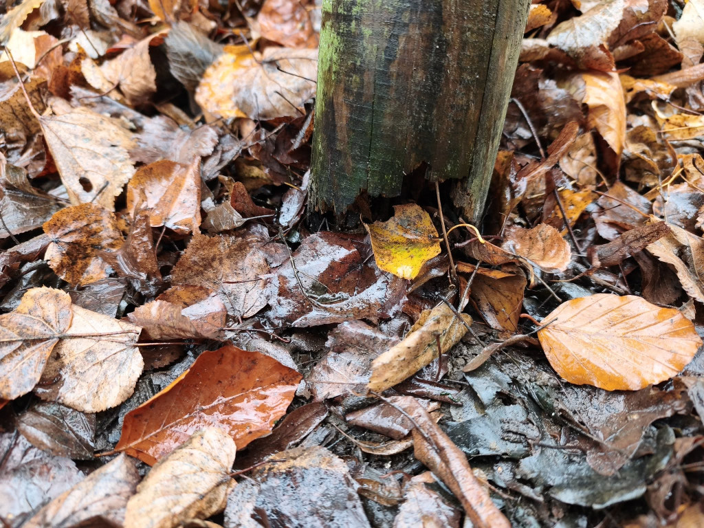 Tarnowskie Góry. Park Miejski – amfiteatr za muszlę