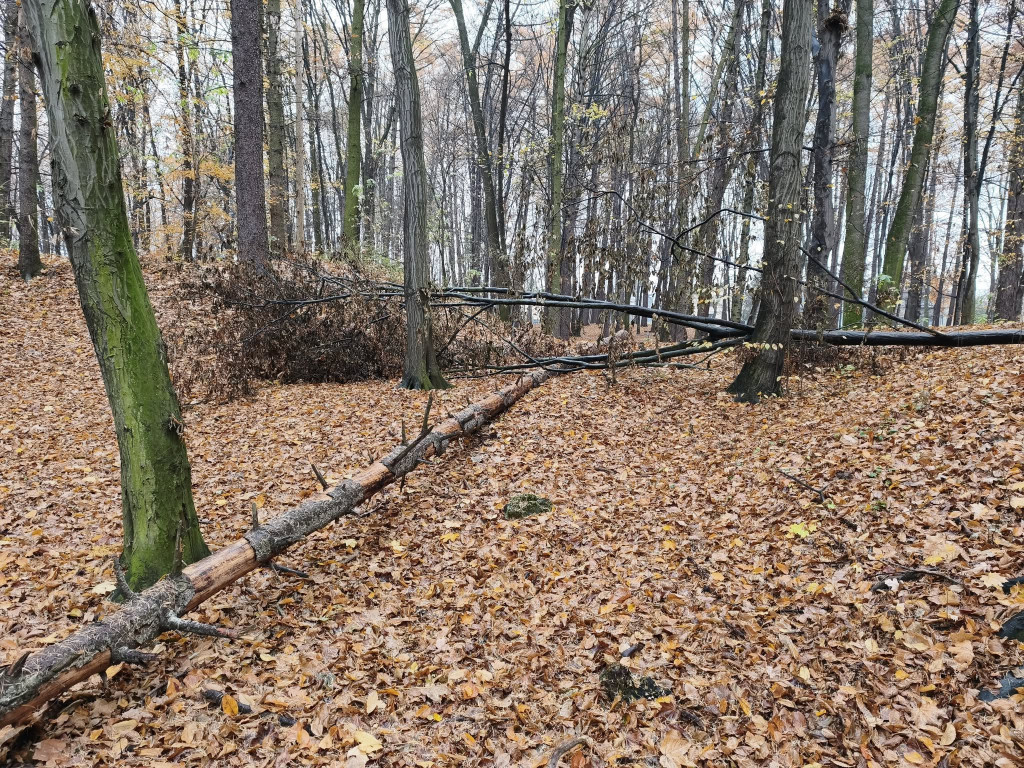 Tarnowskie Góry. Park Miejski – amfiteatr za muszlę