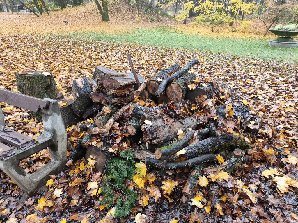 Tarnowskie Góry. Park Miejski – amfiteatr za muszlę