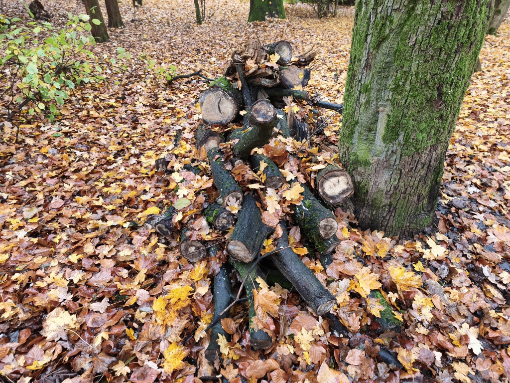 Tarnowskie Góry. Park Miejski – amfiteatr za muszlę