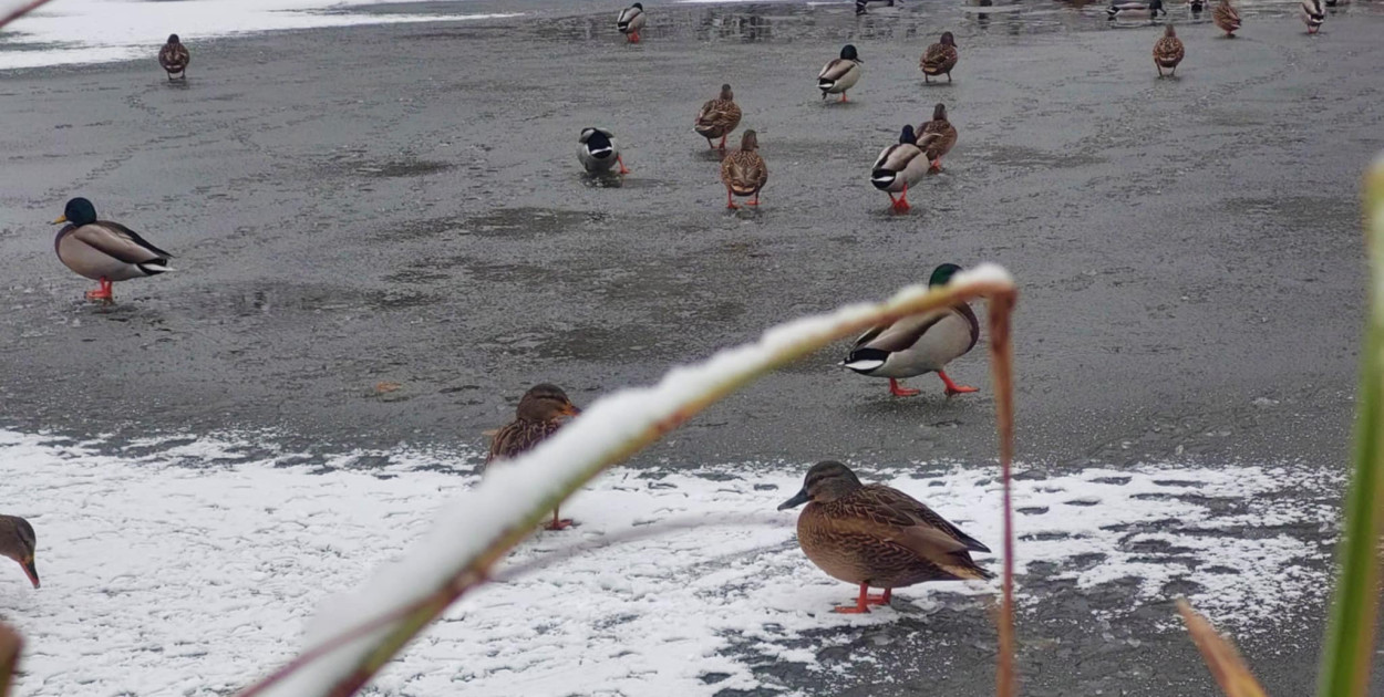Świerklaniec. Kaczkomat przy stawie w parku