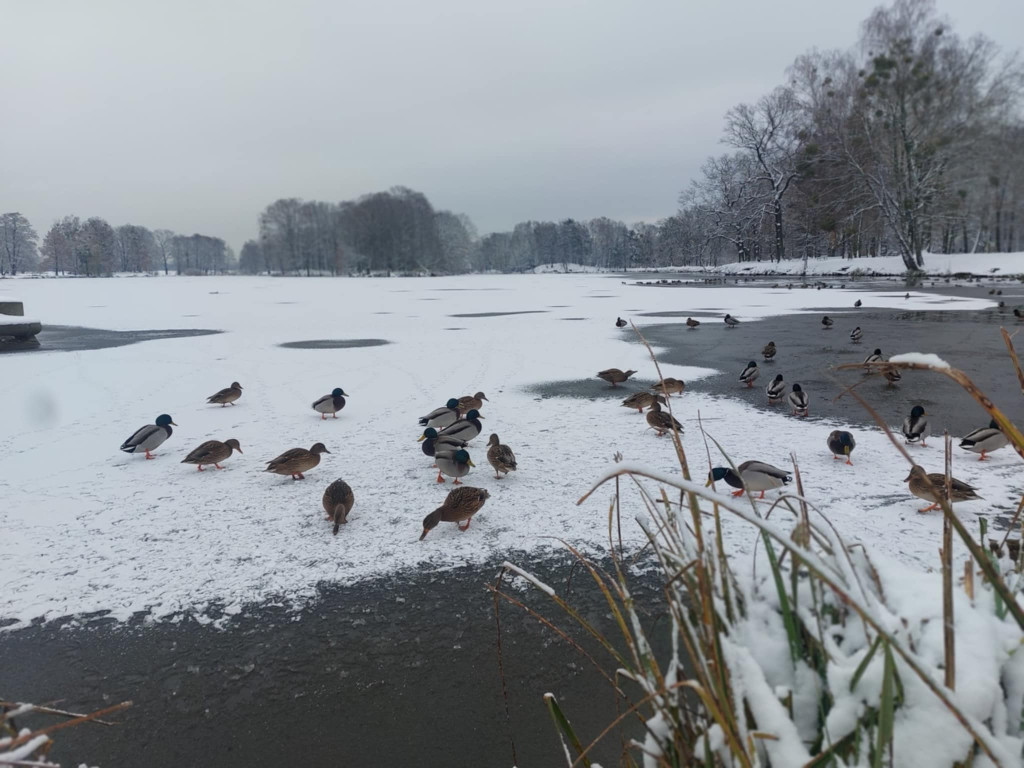 Świerklaniec. Kaczkomat przy stawie w parku