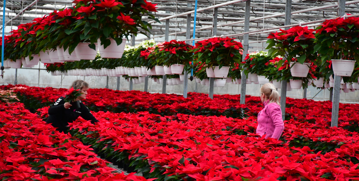 U Wojewodzica przygotowali tysiące gwiazd betlejemskich