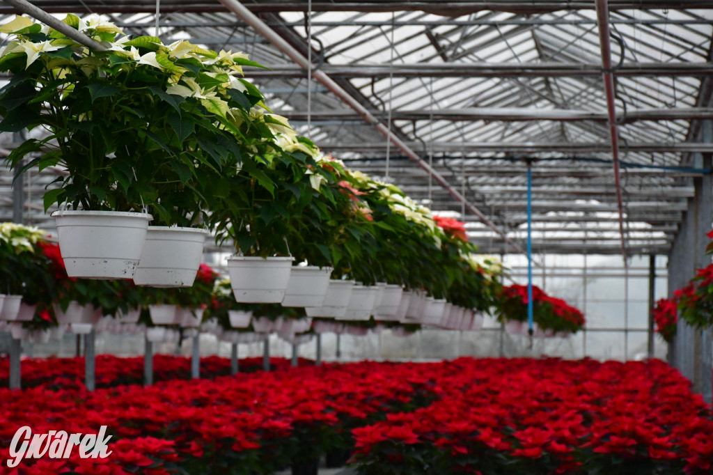 U Wojewodzica przygotowali tysiące gwiazd betlejemskich