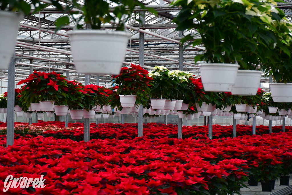 U Wojewodzica przygotowali tysiące gwiazd betlejemskich