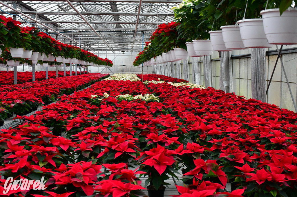 U Wojewodzica przygotowali tysiące gwiazd betlejemskich