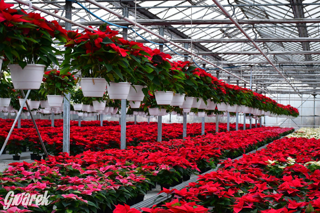 U Wojewodzica przygotowali tysiące gwiazd betlejemskich