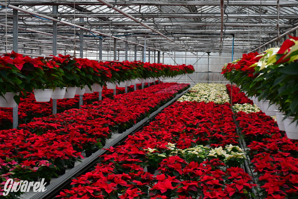 U Wojewodzica przygotowali tysiące gwiazd betlejemskich