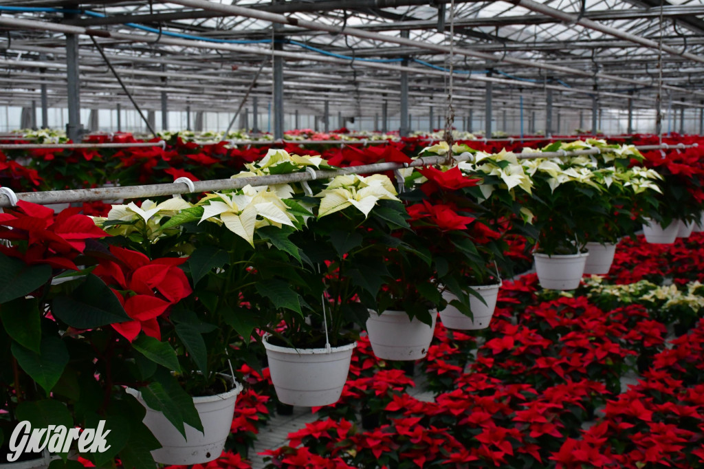 U Wojewodzica przygotowali tysiące gwiazd betlejemskich