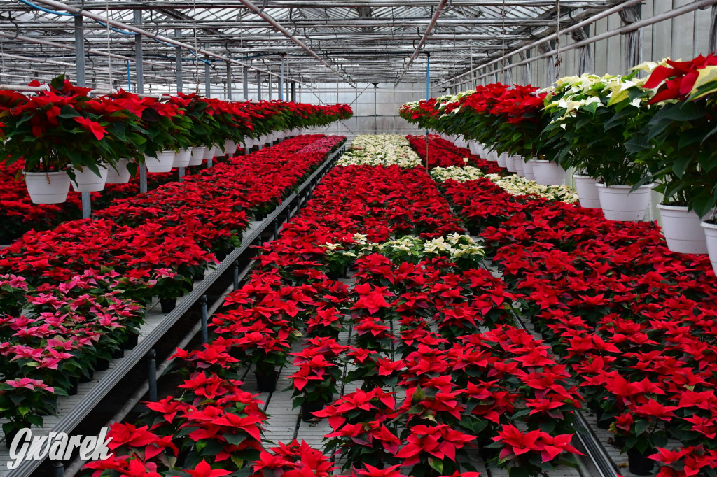 U Wojewodzica przygotowali tysiące gwiazd betlejemskich