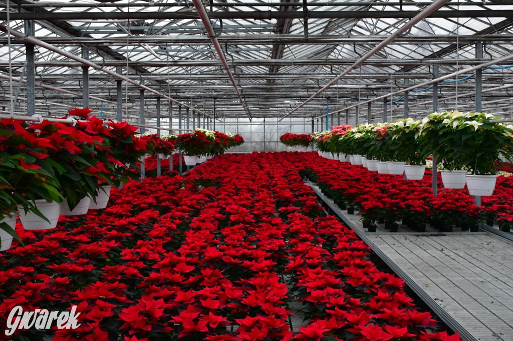 U Wojewodzica przygotowali tysiące gwiazd betlejemskich