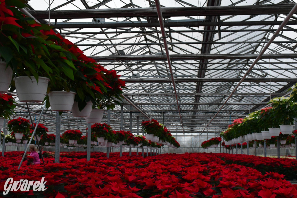 U Wojewodzica przygotowali tysiące gwiazd betlejemskich