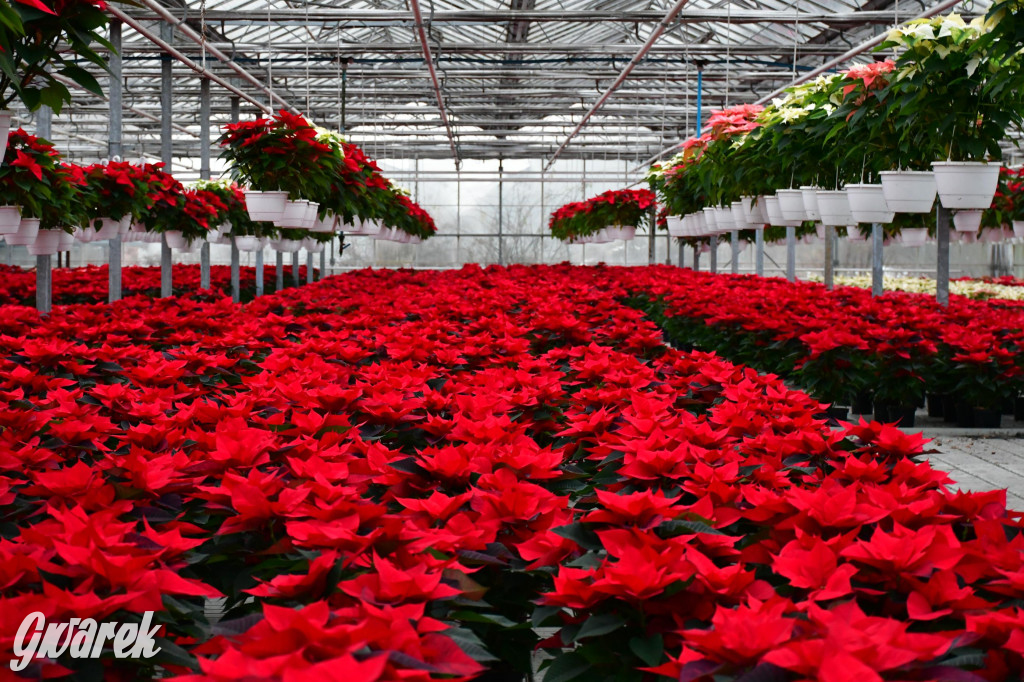 U Wojewodzica przygotowali tysiące gwiazd betlejemskich