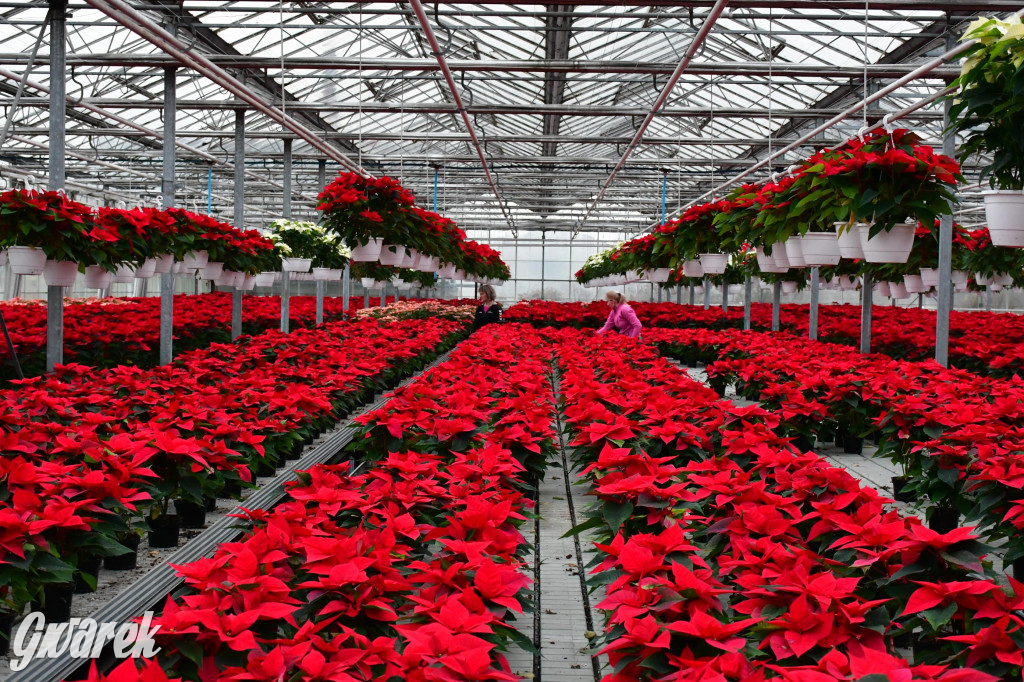 U Wojewodzica przygotowali tysiące gwiazd betlejemskich