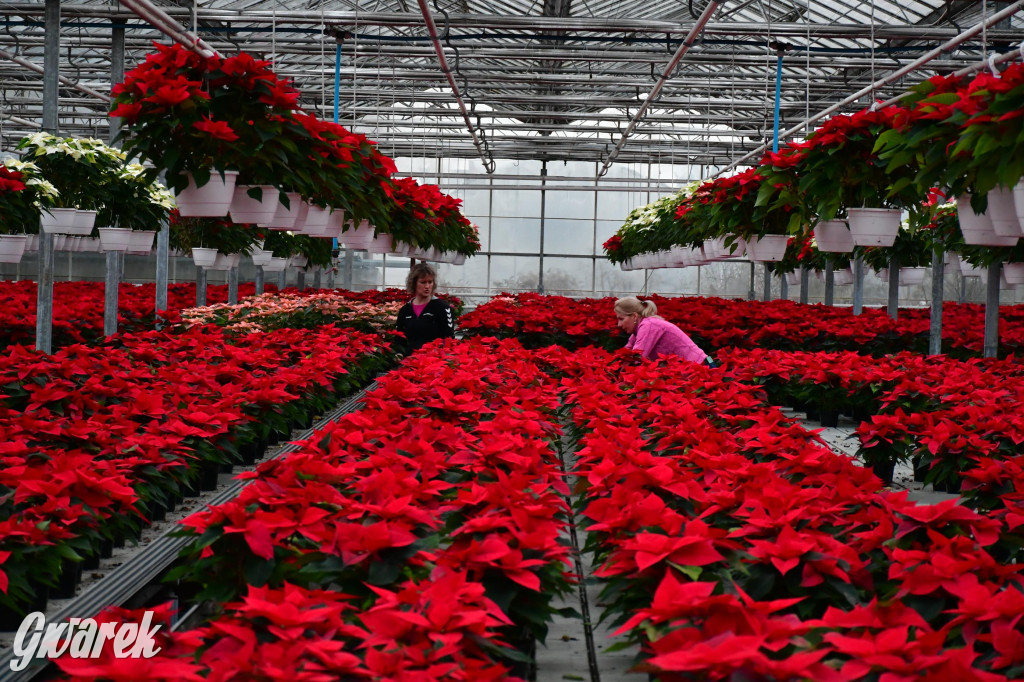 U Wojewodzica przygotowali tysiące gwiazd betlejemskich