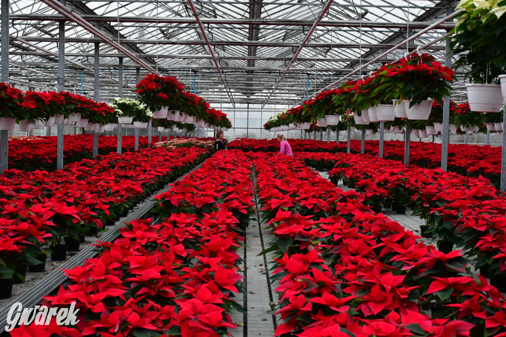 U Wojewodzica przygotowali tysiące gwiazd betlejemskich