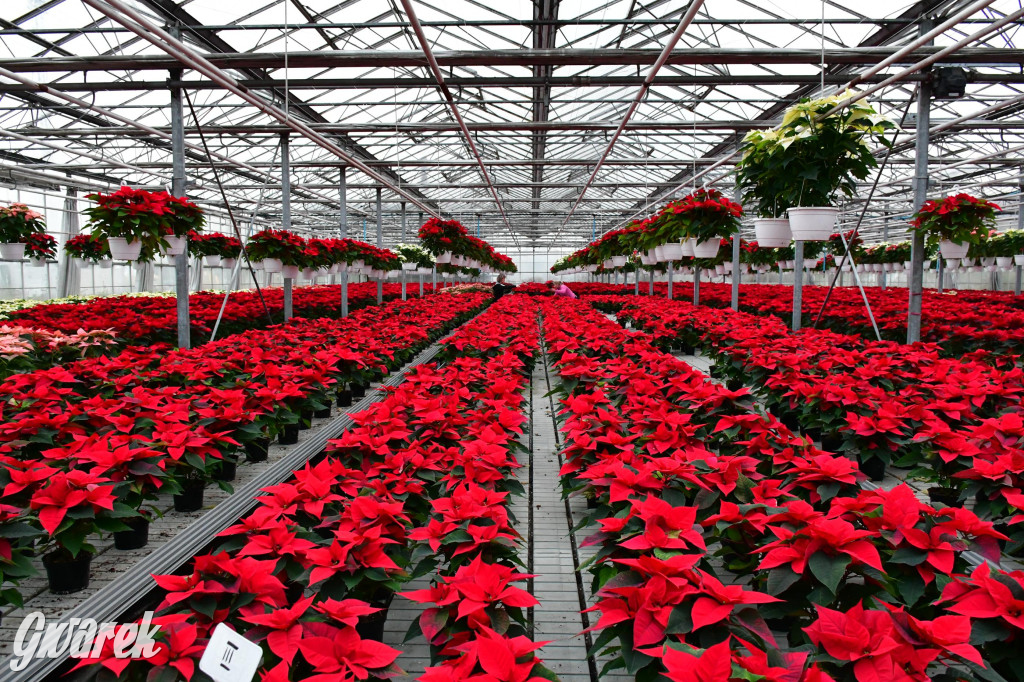 U Wojewodzica przygotowali tysiące gwiazd betlejemskich