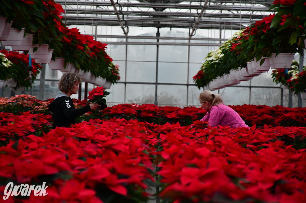 U Wojewodzica przygotowali tysiące gwiazd betlejemskich