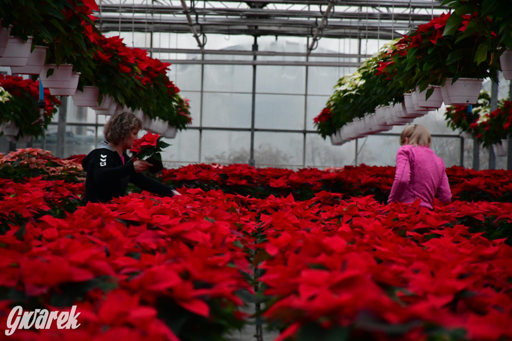 U Wojewodzica przygotowali tysiące gwiazd betlejemskich