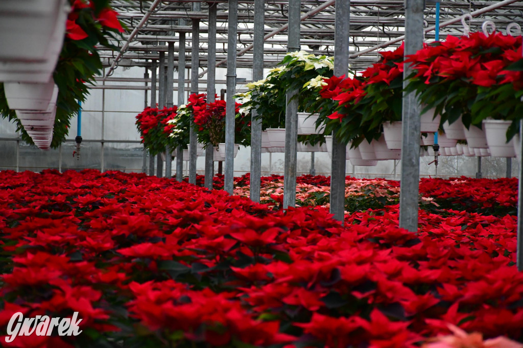 U Wojewodzica przygotowali tysiące gwiazd betlejemskich