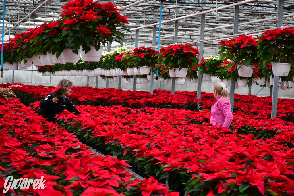 U Wojewodzica przygotowali tysiące gwiazd betlejemskich