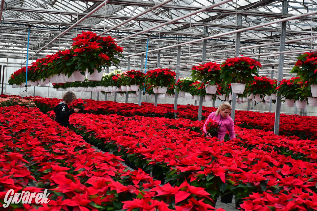 U Wojewodzica przygotowali tysiące gwiazd betlejemskich