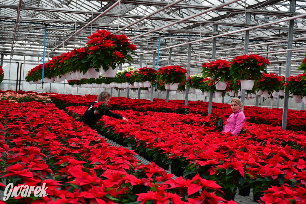 U Wojewodzica przygotowali tysiące gwiazd betlejemskich