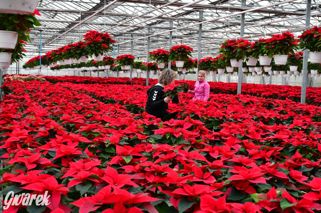 U Wojewodzica przygotowali tysiące gwiazd betlejemskich