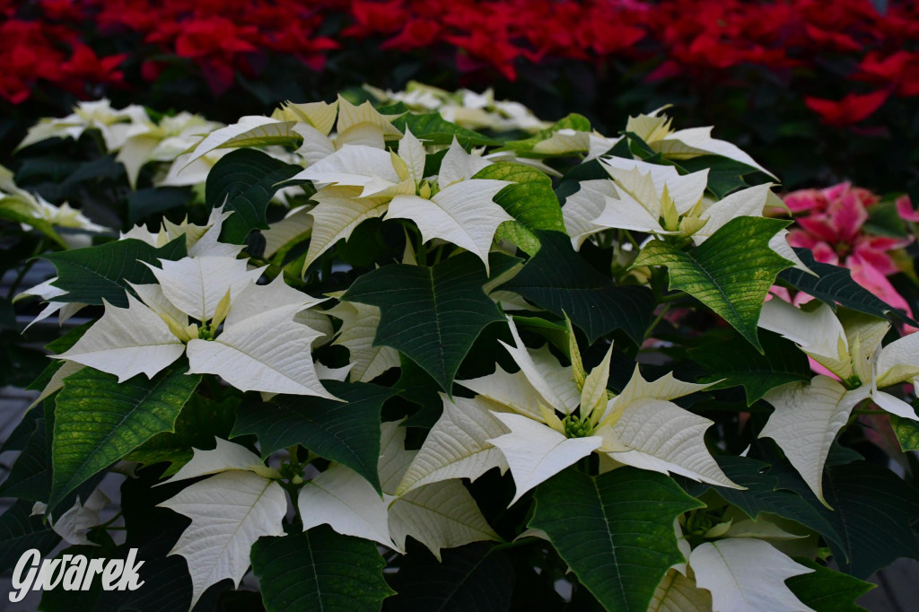 U Wojewodzica przygotowali tysiące gwiazd betlejemskich