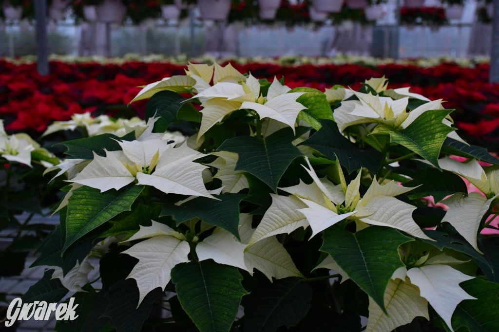 U Wojewodzica przygotowali tysiące gwiazd betlejemskich
