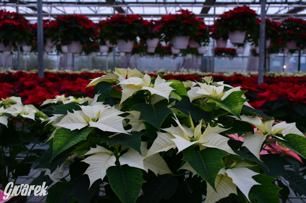 U Wojewodzica przygotowali tysiące gwiazd betlejemskich