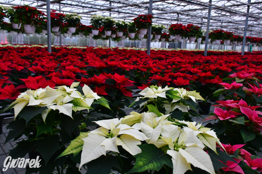 U Wojewodzica przygotowali tysiące gwiazd betlejemskich