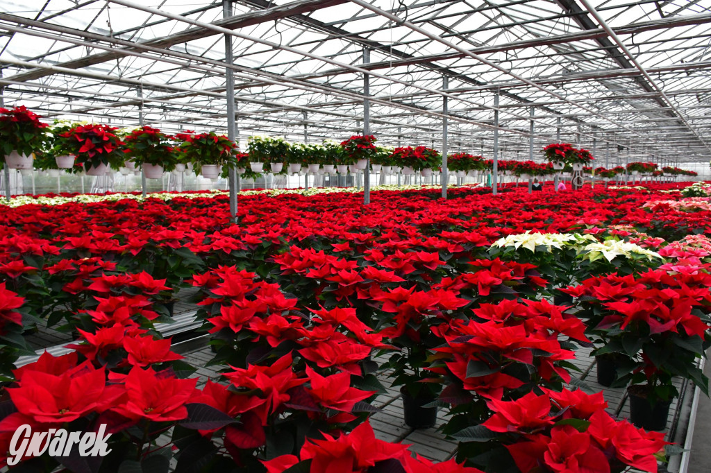 U Wojewodzica przygotowali tysiące gwiazd betlejemskich