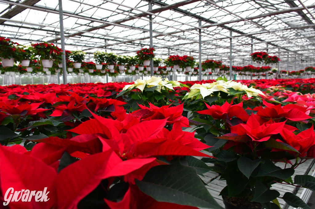 U Wojewodzica przygotowali tysiące gwiazd betlejemskich