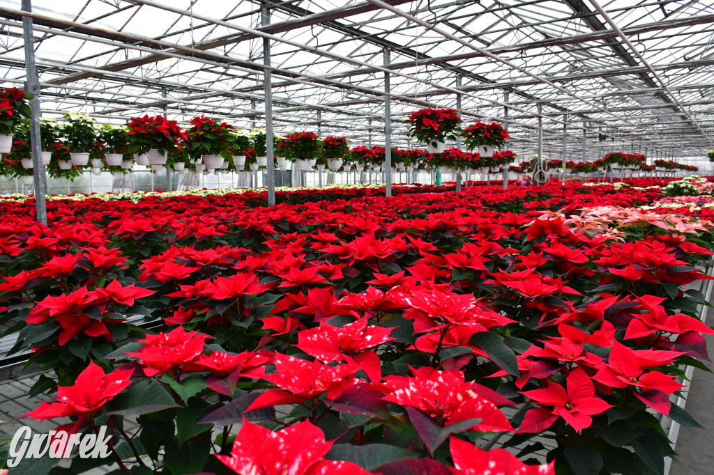 U Wojewodzica przygotowali tysiące gwiazd betlejemskich