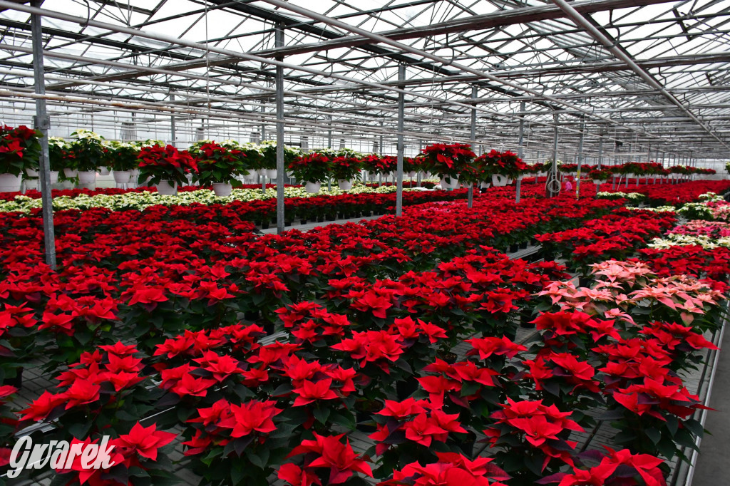 U Wojewodzica przygotowali tysiące gwiazd betlejemskich