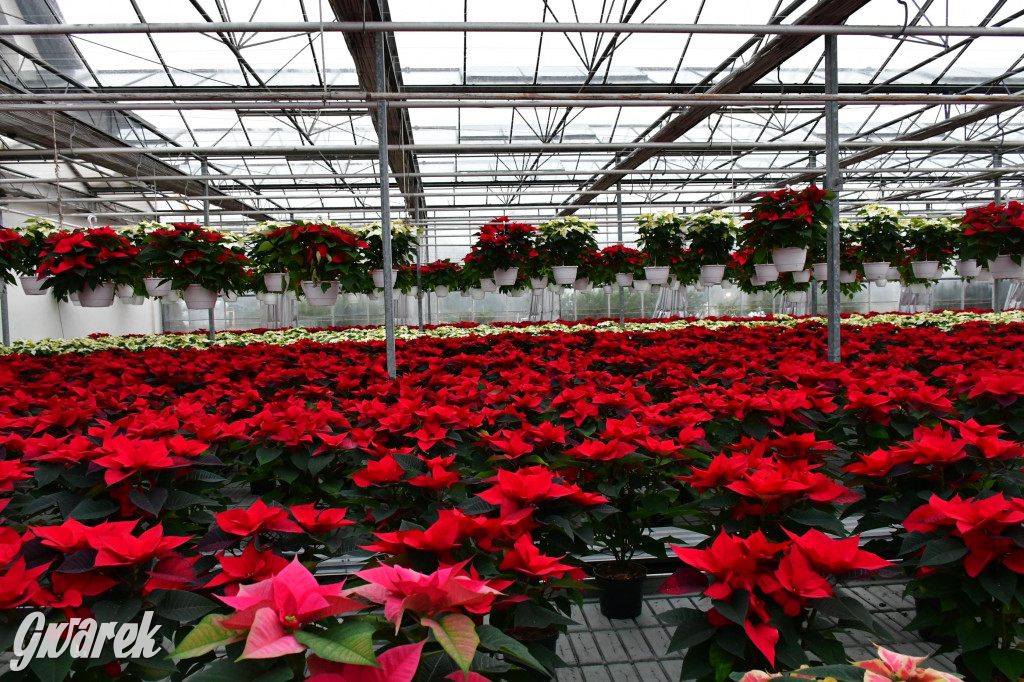 U Wojewodzica przygotowali tysiące gwiazd betlejemskich