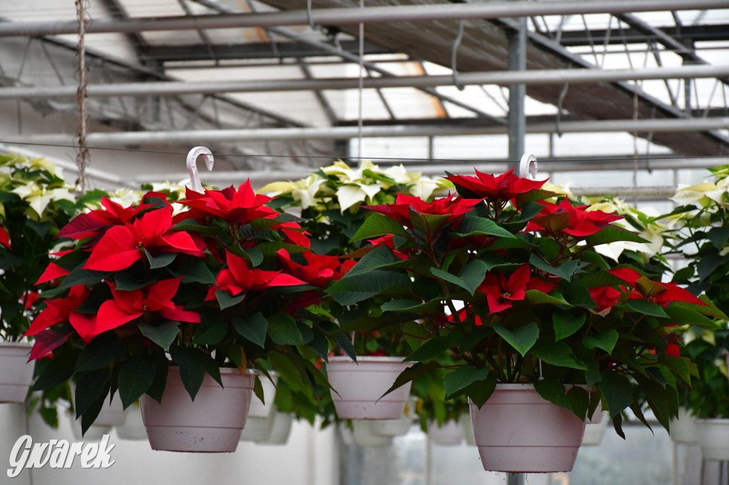 U Wojewodzica przygotowali tysiące gwiazd betlejemskich