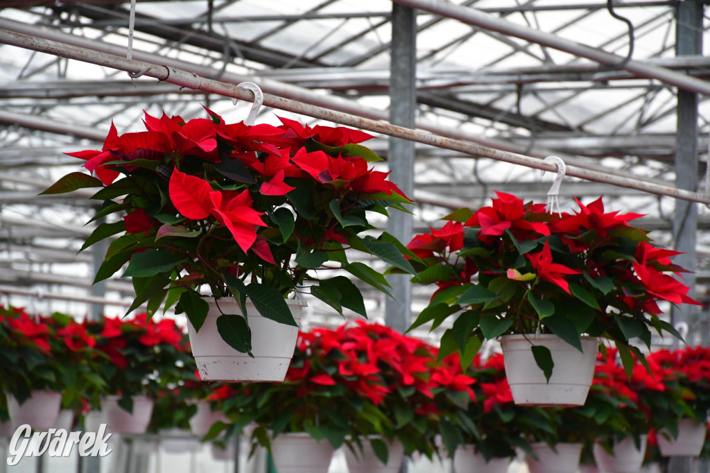 U Wojewodzica przygotowali tysiące gwiazd betlejemskich