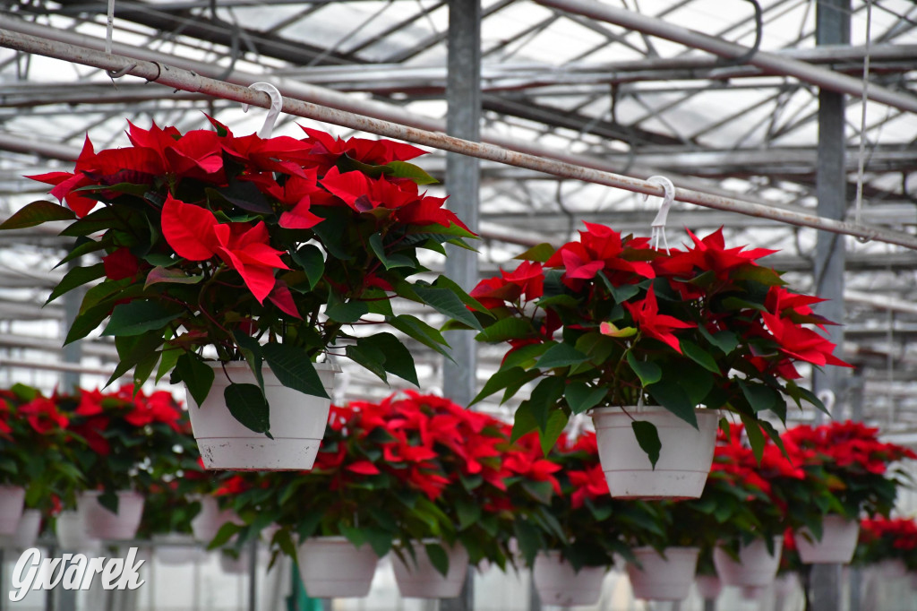 U Wojewodzica przygotowali tysiące gwiazd betlejemskich