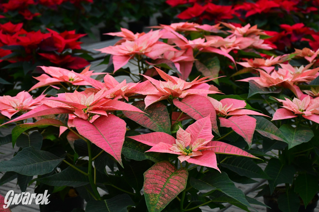 U Wojewodzica przygotowali tysiące gwiazd betlejemskich