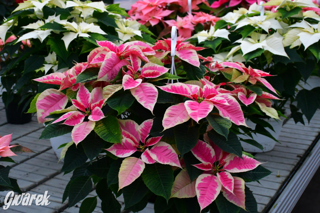 U Wojewodzica przygotowali tysiące gwiazd betlejemskich